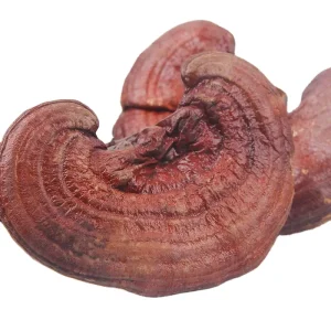 100% Natural Edible Wild Reishi Mushrooms, Whole Dried Raw Material