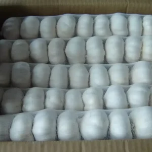 5cm Fresh Natural Garlic with GLOBAL GAP Good Price New High Quality Green Vegetables Export