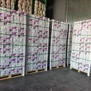 Ajo Exporter Optimum Brand Top Grade Newest Crop High quality Fresh Agricultural Products Vegetables Clean Disease free Garlic