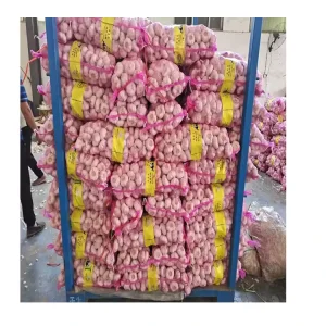 Best Quality Big Size Fresh Dry Pure White Garlic and Vegetable Garlic Food Seeds for Planting in Price