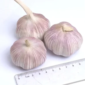 Best Quality Premium Fresh Garlic Seed Head White ISO Certified Shandong China Export 10kg Mesh Bag