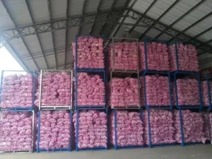 Bulk Stock Available Premium Quality Fresh Natural Garlic New Crop Garlic ISO 22000 HACCP GLOBAL GAP Certifications