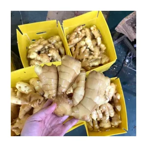 Buy Large Fresh Ginger Factory in China Top Quality Import From China Fresh Dried Air Ginger Root