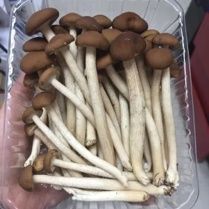 Buyers for Botanical Names of Detan Fresh Agrocybe Cylindracea Edible Mushroom
