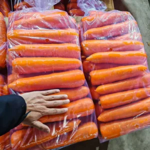 Carrot Planting Seeds S M L 2L for Ghana