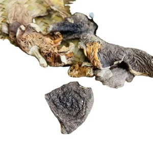 Chicken Mushroom Edible Mushroom Mushroom