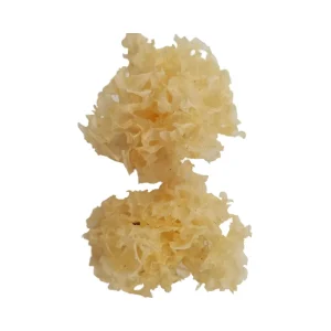 China Edible Mushrooms Tremella Fuciformis Silvery Fungi Dried White Fungus for Food