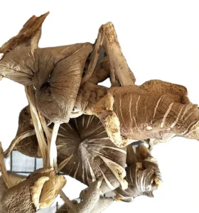 China Edible Mushrooms Whole Wild Collybia Albuminosa New Raw Nutritious Termitornyces Albuminosus Fungus for Sale