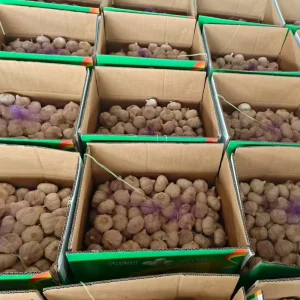 China Fresh Garlic Ail Ajo Alho for Price Fresh White Garlic Powder Exporters Ideal for Import