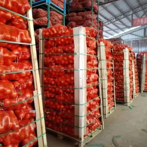 China Fresh Onions Price in Low (Red Onion Yellow Onion) Sizes 4 7cm 5 8cm 8 12cm Packing 10kg 20kg 25kg Mesh Bag