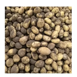 China Fresh Vegetable Supplier Sweet Yellow Holland Potato 10kg 25kg Meah Bag Potato Seeds Price