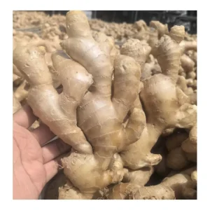 China Fresh Vegetables Washed Ginger Fresh Ginger Dried Ginger Garlic with Price