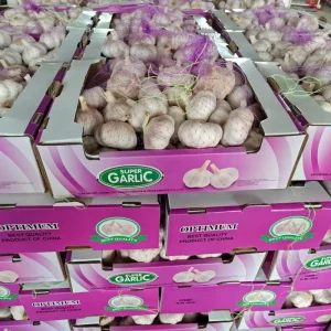 China Fresh White Garlic Fresh Garlic China Supplier Fresh Garlic China Factory Exporter Ajos Frescos Ail