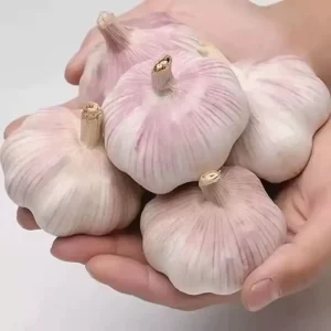 China High Quality New Crop Fresh Garlic Original Supplier Full Dried Goods Price Garlic
