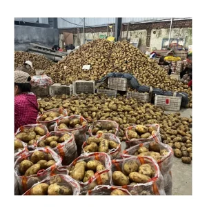 China Potatoes Green Agriculture Vegetables China Shandong Exporter Supplier