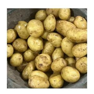 China Vegetables Fresh Holland Potato New Crop Arachide White Yellow Potato Seeds