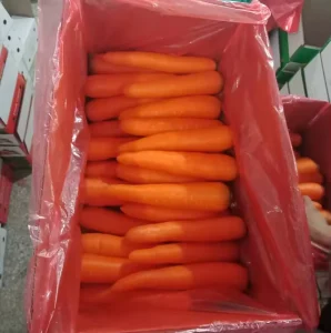 Chinese Fresh Carrot 150-200g New Season