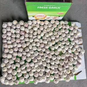 Chinese Fresh Garlic Supplier Manufacturer
