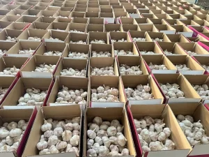 Chinese Fresh White Garlic 1kg Carton Packing Supplier