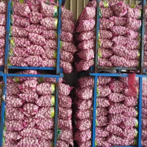 Chinese Garlic Fresh White Garlic Fresh Garlic Price Fresh Garlic Supplier Alho Ajo Fresco China Factory