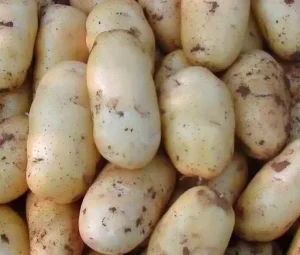 Chinese Newest Crop High Quality Fresh Holland Variety Potatoes 25kg Mesh Bags 1 Year Shelf Life for Export Factory