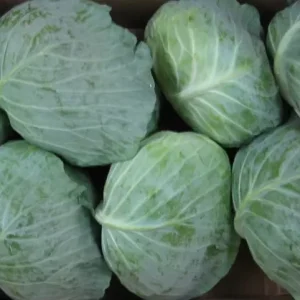 Chinese Organic Certified Fresh Cabbages All Year Round