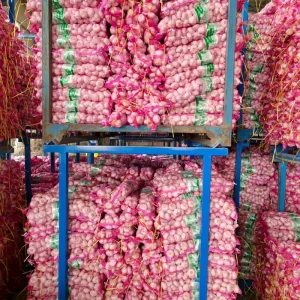 Chinese Shandong Professional Fresh White Garlic EU Standard Quality Newest Crop Exporter & Supplier with 12 Months Shelf Life