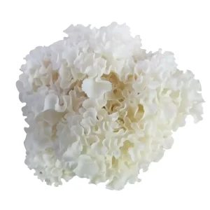 Cultivated Sparassis Crispa Cauliflower Mushroom