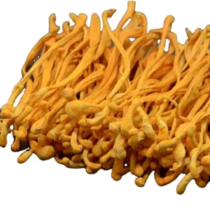 Cultivation Best Quality Good Price Natural Edible Dried Fungus Cordyceps Militaris Mushroom Chengyitang China Bozhou Raw for