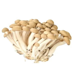 DETAN China High Quality 100% Organic Brown Shimeji Mushroom