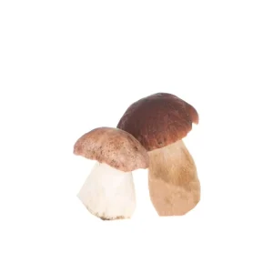 Dried Boletus Edulis Morilles Sches Hand Blue Mushroom