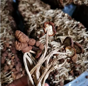 Dried Whole Pioppino Mushrooms