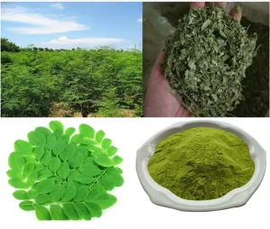 EU And NOP Organic Certification Pure Natural Raw Material Moringa Leaf Extract Powder