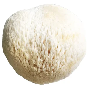 Excellent Quality Edible Dried Mane Lions Mushroom
