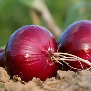 Export Standard Fresh Onion Strict Quality Control