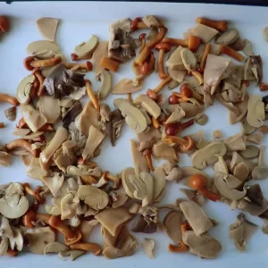 Export Standard Gourmet Canned Mixed Mushroom Varieties in Water Nutritious Edible Fungi Preserved Vegetables for Restaurant
