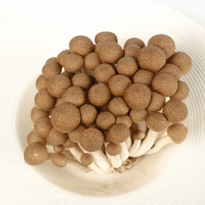 Factory Cultivated Chinese Fresh Brown Shimeji Mushroom