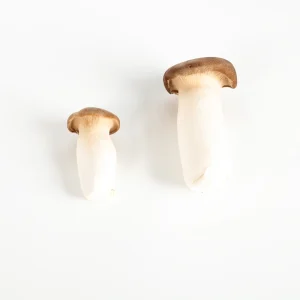 Factory Cultivated Chinese Fresh Pleurotus King Oyster Mushroom