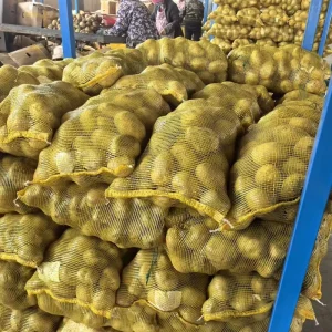 Factory Price Best Grade New Crop Potato Cultivated Natural 100% Potato at Competitive Price From China