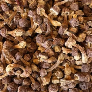Factory Supply Dried Wild Organic Agaricus Mushroom Whole