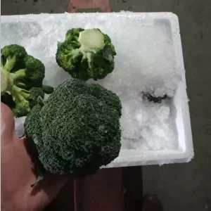 Fresh Chinese Broccoli for Export