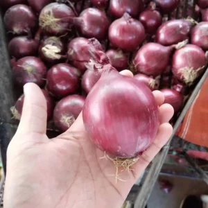 Fresh Chinese Red Yellow Onions Price Import Export Fresh White Garlic and Fresh Onion Supplier