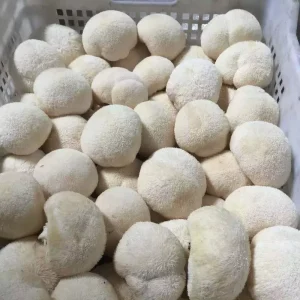 Fresh Edible Fungi Farm Cultivated Raw Material IQF Lions Mane Mushroom
