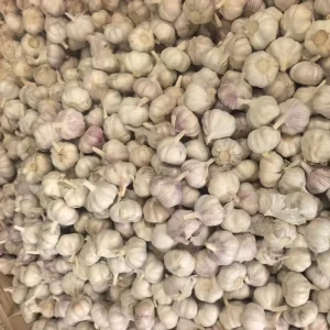 Fresh Fruit and Vegetable Suppliers From China