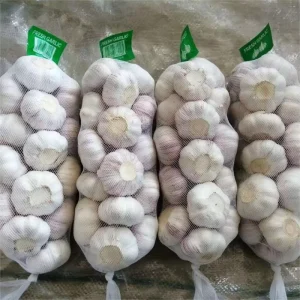Fresh Garlic