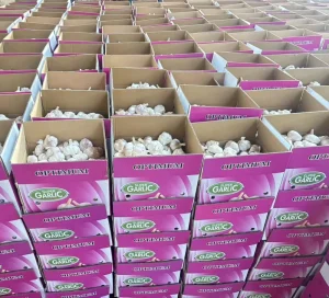 Fresh Garlic Fresh White Garlic China Ajo Ails Alho Whole Garlic Import From China