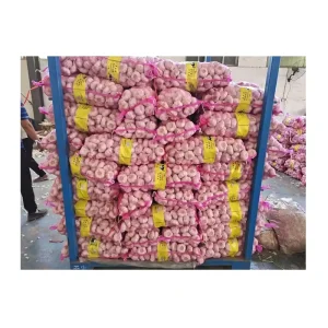 Fresh Garlic New Crop Regular White and Pure White High Quality Garlic Premium Fresh Vegetable Garlic