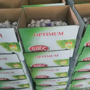 Fresh Garlic Supplier, Bulk White Garlic from China
