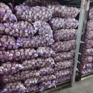 Fresh Garlic Supplier Global Agricultural Partners Optimum Brand Shandong Origin Top Grade Newest Crop Uniformly Sized Garlic