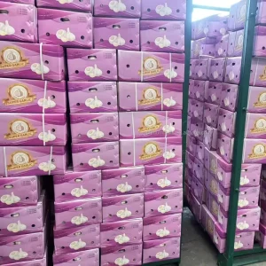 Fresh Garlic in China
